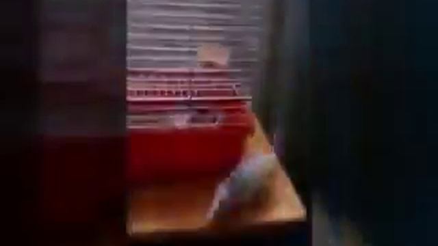 Моя крыса Жужа смотреть онлайн