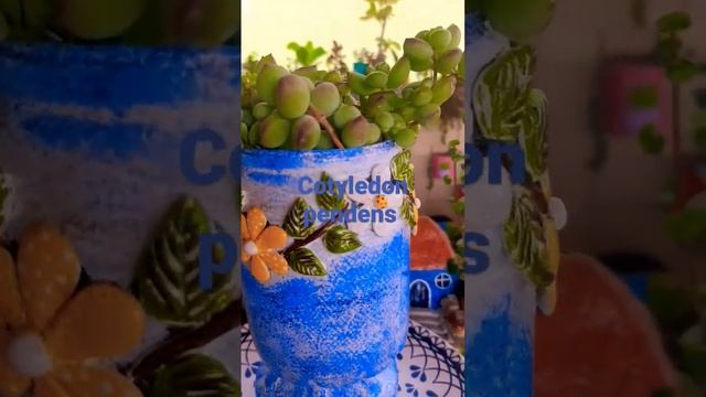 cotyledon pendens #shorts? смотреть онлайн