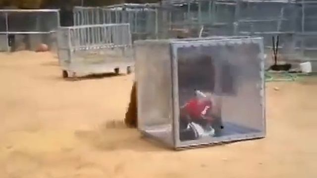 Японский 3D зоопарк. Круто)) смотреть онлайн