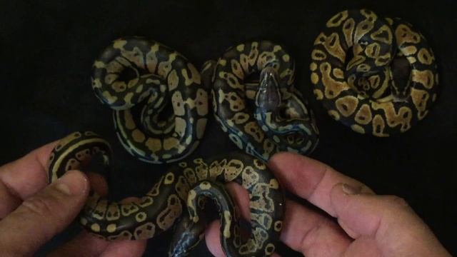 BALL PYTHON ... NEW GENE? Pastel Trick X Pinstripe.... Pastel Cheetah? смотреть онлайн