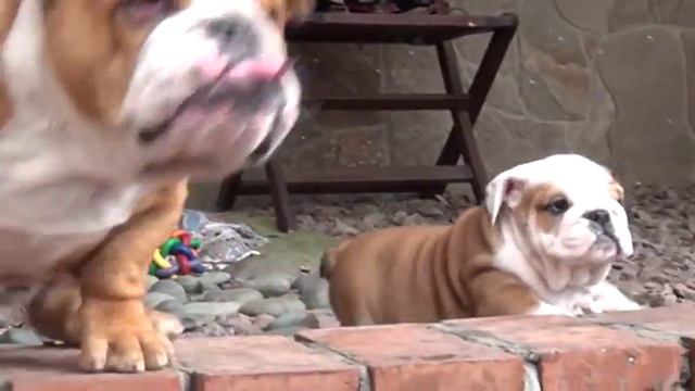 Малышня бульдожья: Маруся и Гоша. Щенки английского бульдога купить. PR company BulldogFILL смотреть онлайн