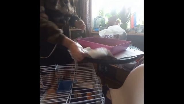 Мой опыт содержание перепёлок смотреть онлайн