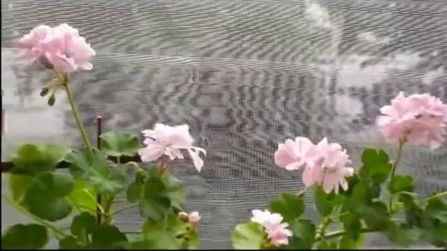 Лучшие сортовые пеларгонии .❁Пеларгония Saga.❁ смотреть онлайн