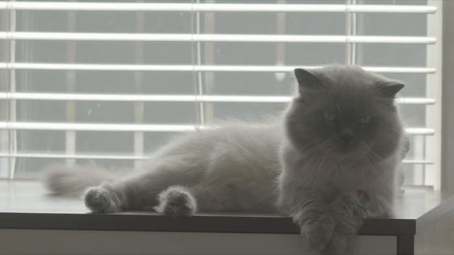 120 FPS Blackmagic Design Pocket Cinema Camera 6K, SLOW MOTION (Coca Cola, cat). Sigma 85 1.4 смотреть онлайн