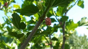 ШЕЛКОВИЦА в Подмосковье! ПРАВДА И МИФ!