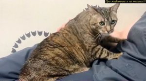 У кошки отказали задние лапки! Но то, что произошло потом – поражает!