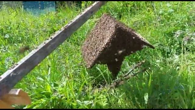 Мёд Вепсского леса. Часть 1-я.