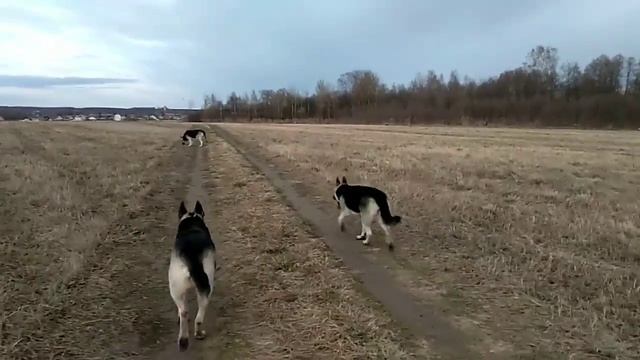 Восточноевропейская овчарка. Отбор. И что за зверь такой - "рабочая собака". смотреть онлайн