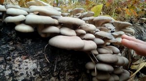 Вешенки обыкновенная Pleurotus ostreatus. Где найти большую корзину грибов?