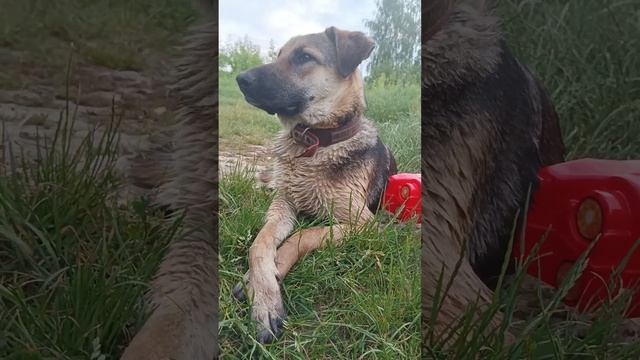 новый друг Зевс,отдых на речке???#shorts #собаки #животные #природа смотреть онлайн