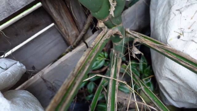 Mi Monstera DELICIOSA Despues de 2 AÑOS / Aprendiendo a Cuidar смотреть онлайн
