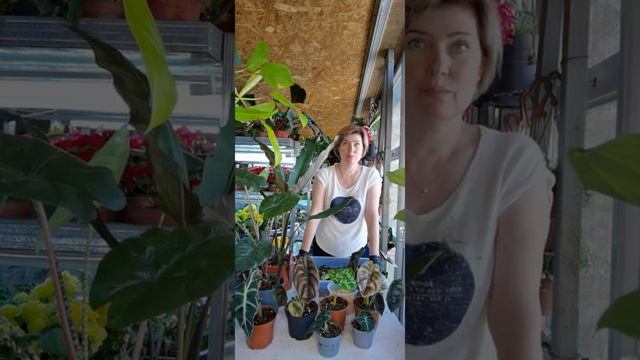 Алоказии-одни из самых модных сегодня растений.