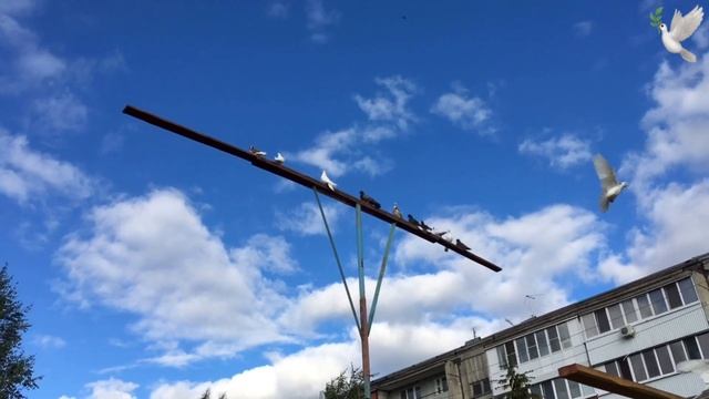 Голуби гривуны и другие 22.06.2020 смотреть онлайн