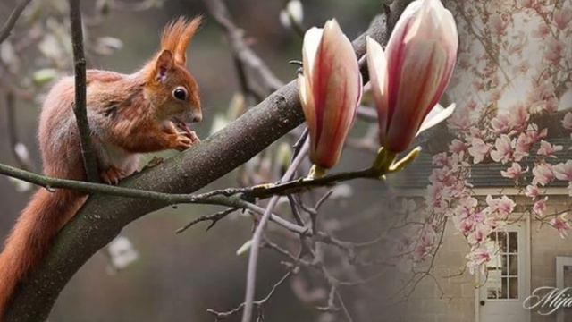 ♡♫♡ Ennio Morricone - Amapola смотреть онлайн