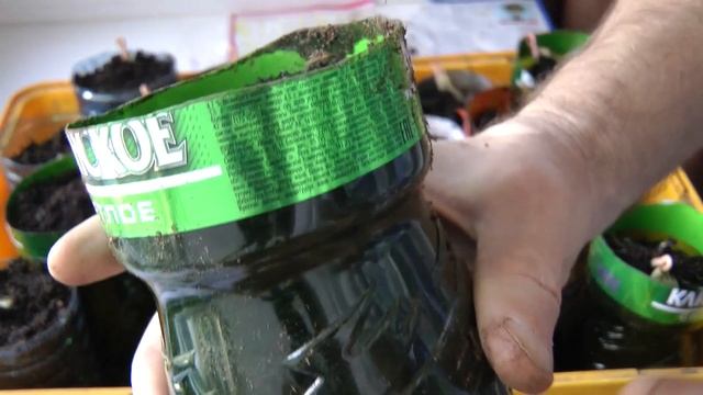 Клещевина, выращиваем рассаду. смотреть онлайн