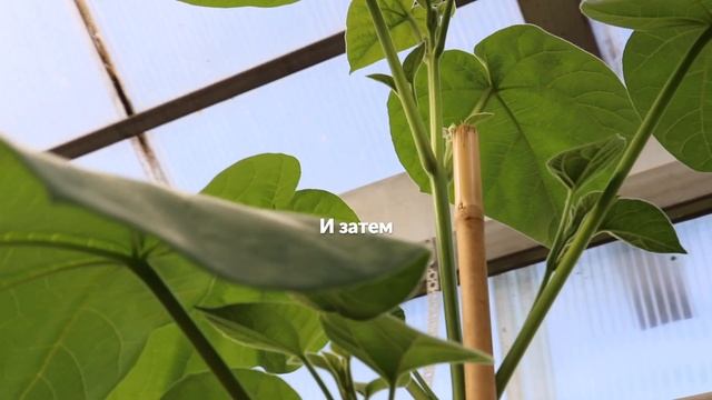 ПАВЛОВНИЯ Россия смотреть онлайн