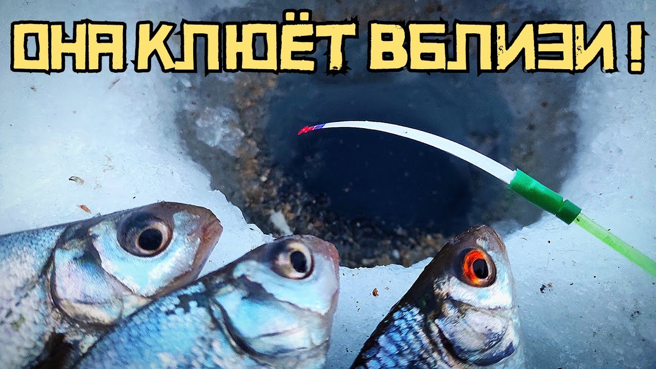 Насадил ШОКОЛАДНУЮ МАНКУ! Клюёт сразу в КАМЫШОВОЙ ПРОТОКЕ! Рыбалка 2023 смотреть онлайн