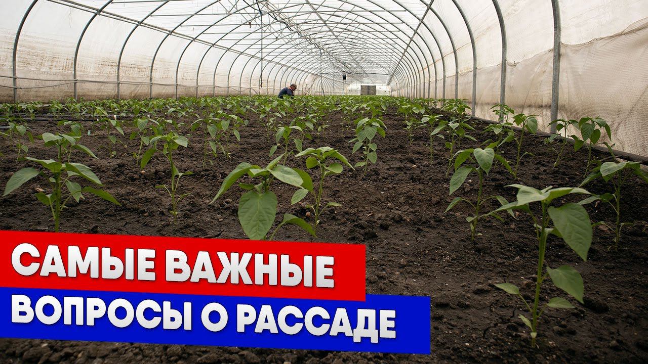 Самые важные вопросы о рассаде