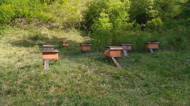 горный мед начало цветения кустарника акации. смотреть онлайн