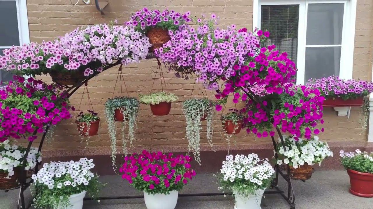 Обзор цветущего дворика. Яркое цветение петуний пеларгоний. Сочные краски ипомеи колеусов бегоний. смотреть онлайн