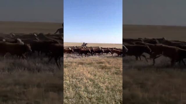 Перегон скота Калмыкия 2021 г. (Калмыцкая порода) смотреть онлайн