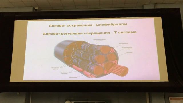 Мышечная ткань (лектор - Ладыгина) смотреть онлайн