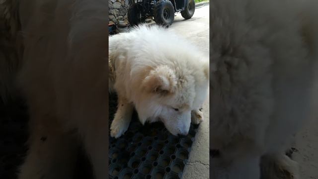 Самоед кушает яйца смотреть онлайн