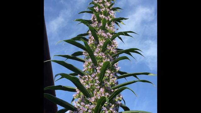 Echium pininana ‘Blue Steeple’ UK garden смотреть онлайн
