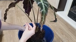 !!!Экстренная пересадка!!! Алоказия Полли