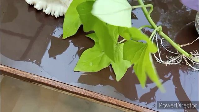 Grow 12 Plants In Water Now//Tips For Best Results