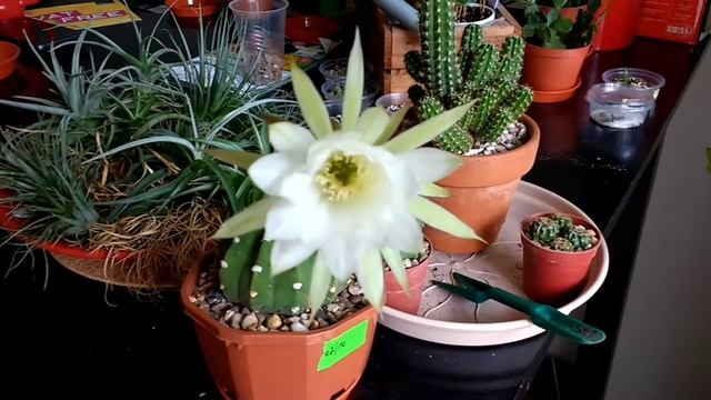 Echinopsis Subdenudata Cactus & succulent смотреть онлайн
