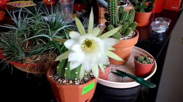 Echinopsis Subdenudata Cactus & succulent