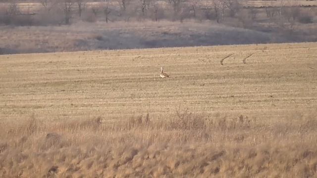 Кто-то лазиет на поле!Чудная встреча с редким созданием.Вымирающий вид? Что можем мы сделать? смотреть онлайн