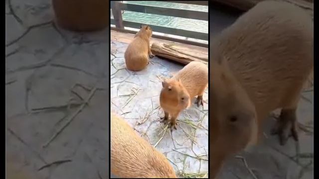 Интересные факты о капибарах,дочка начинающий блогер не судите строго ?ссылка в описании?#капибара# смотреть онлайн