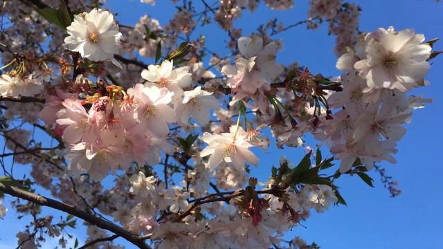 Сакура цветёт - весна пришла. В рижском парке зацвела японская вишня сакура. смотреть онлайн
