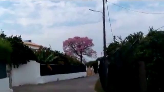 Чудо-юдо дерево. Осеннее цветение экзотического дерева. смотреть онлайн