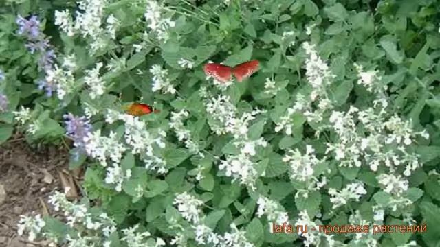 Котовник фассена Сноу Флейк (walker's Low) ? обзор: как сажать, саженцы котовника Сноу Флейк