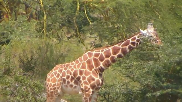 African Giraffe Africa  / Африканский жираф