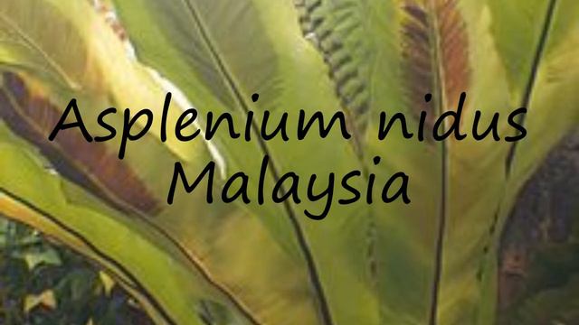How to pronounce Asplenium nidus Malaysia in Latin? смотреть онлайн