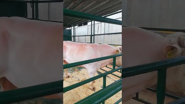 Белагро-2021. Бык-красавчик. выгружают в загон