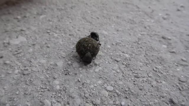 Два жука-навозника катят навозный шарик смотреть онлайн