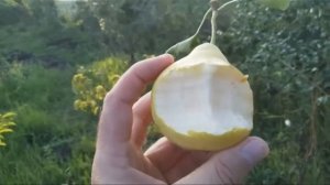 Груша Памяти Яковлева, дегустация.