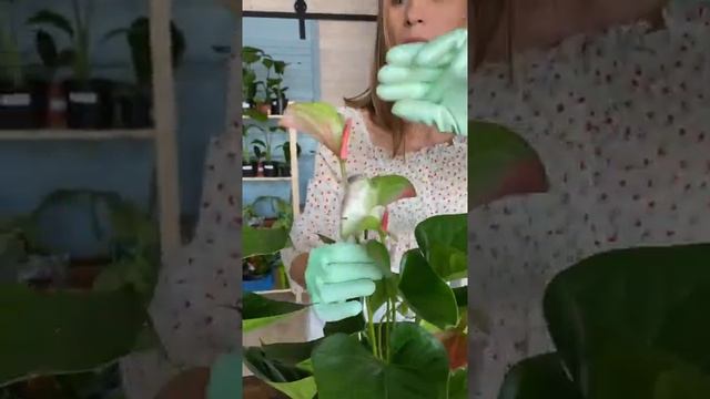 Антуриум Фэнтази лав