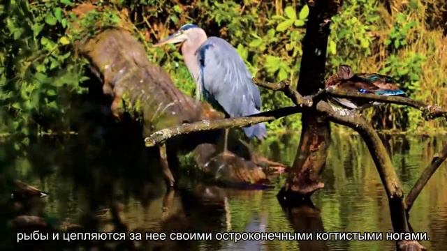 Посмотрите, как морской паразит поедает язык рыбы, чтобы выжить смотреть онлайн