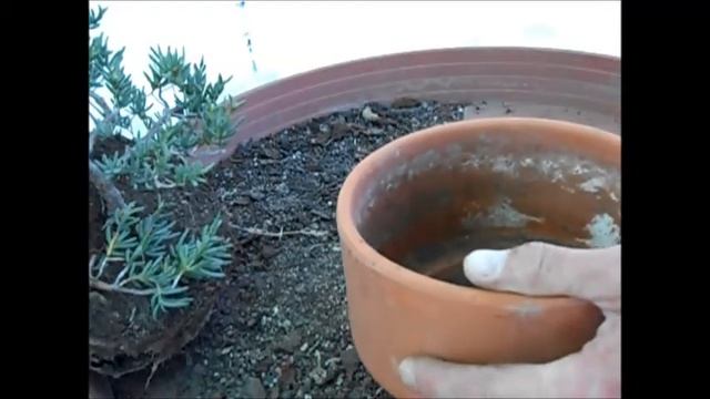 Trasplante Sedum Hispanicum