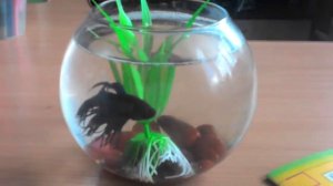 Моя рыбка петушок мальчик готовится к девочке, блин ещё рыбу петуха надо покупать только девочку