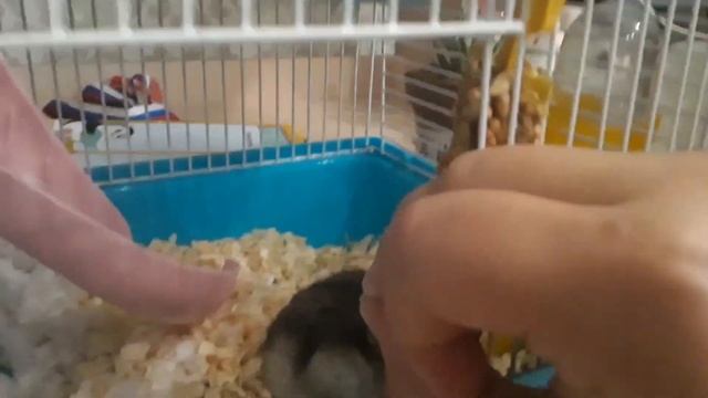 Чем кормить джунгарского хомяка смотреть онлайн