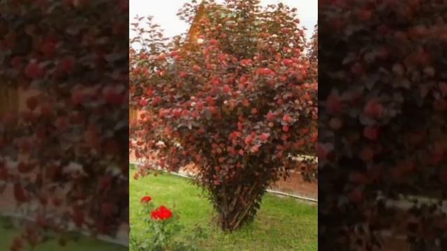 Ландшафтный дизайн. Спасибо Боже за такую красоту ❤️ смотреть онлайн