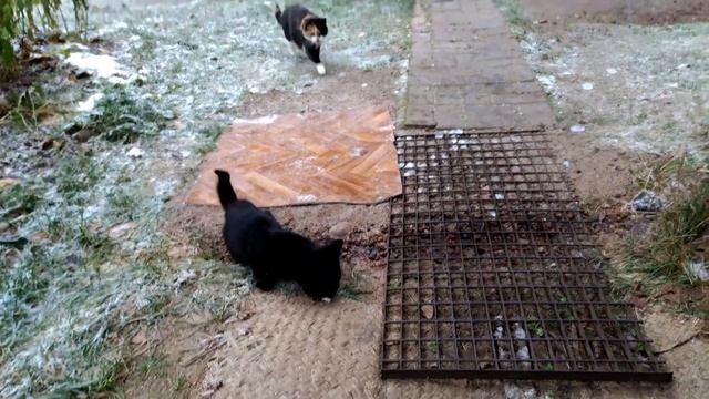 КОРМЛЮ ДИКИХ КОШЕК НА ДАЧЕ смотреть онлайн