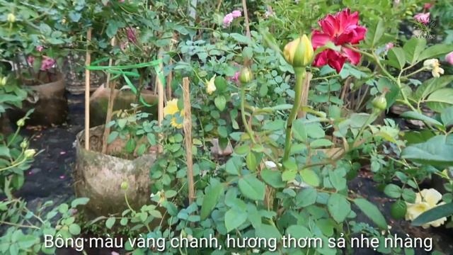 Hồng Wisley 2004 - sưu tập hai loài hồng David Austin rose смотреть онлайн